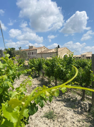 The Rise of Gran Marselan™: A Grape for the Future of Winemaking